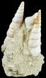 Fossil Gastropod (Haustator) Cluster - Damery, France #62519-2